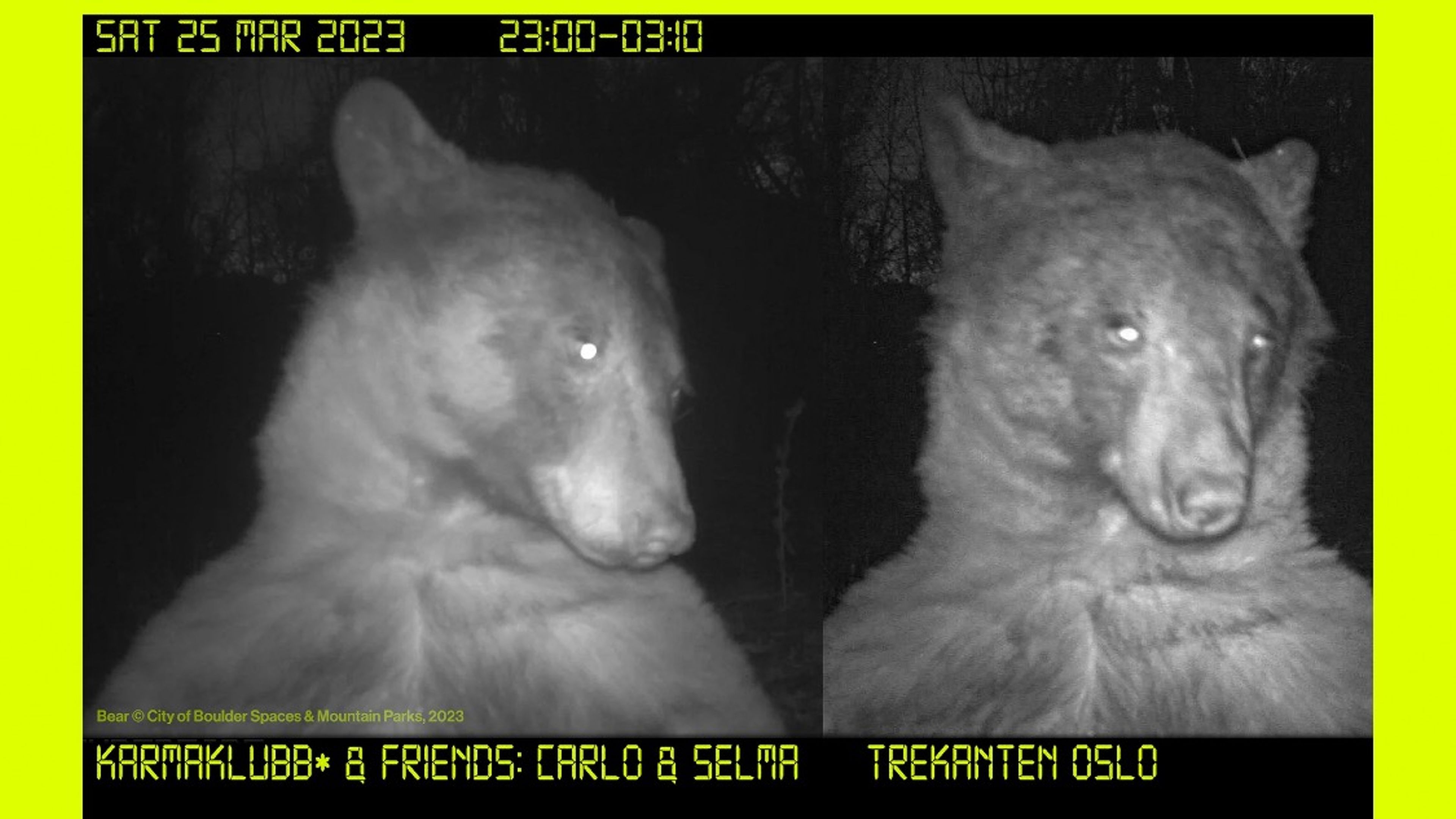 Promotional graphic for Animals in the dark: Karmaklubb* x Trekanten vol. 2, w/ Carlo & Selma!!