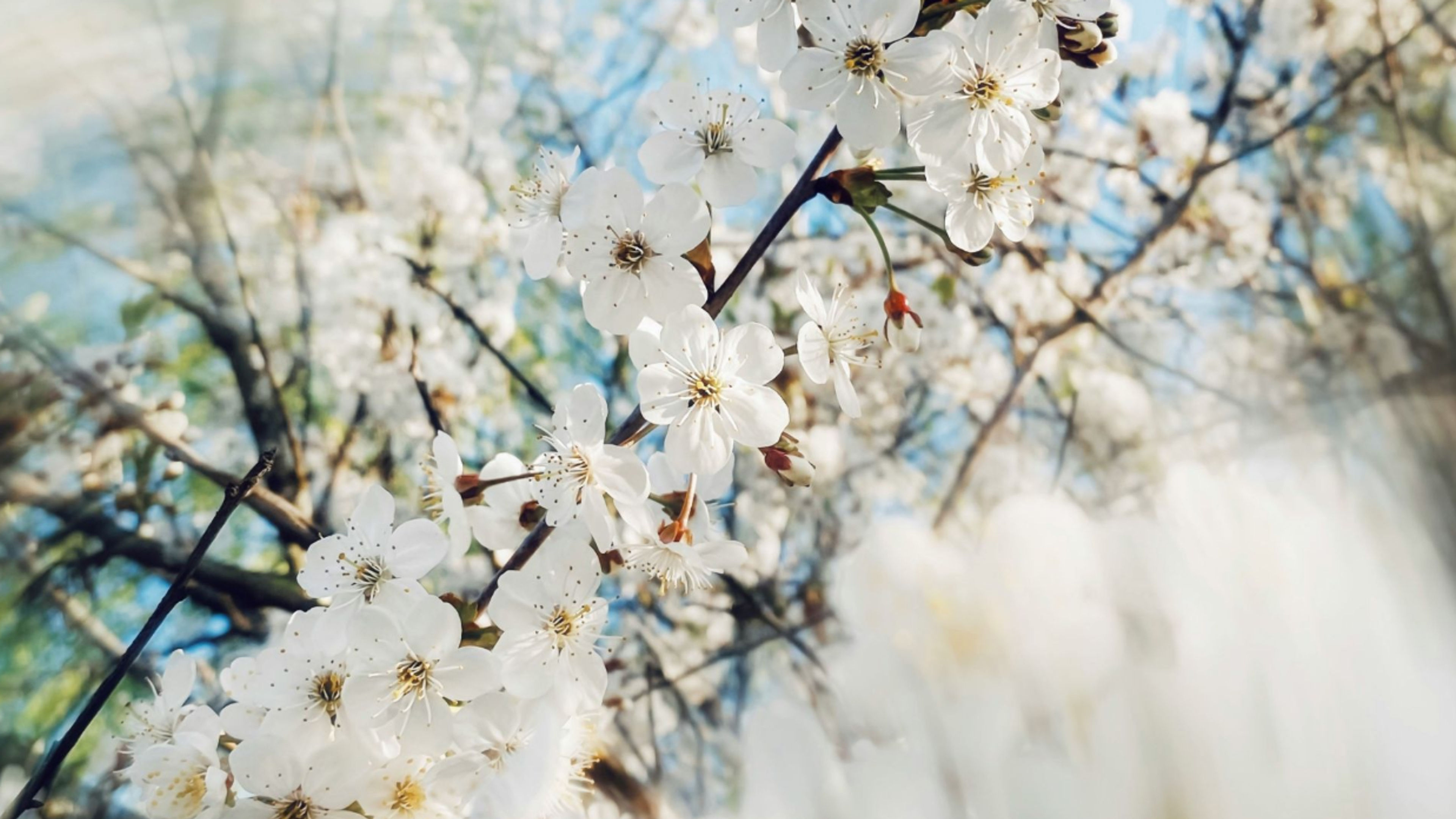 Promotiv grafikk for Gallakonsert 2026